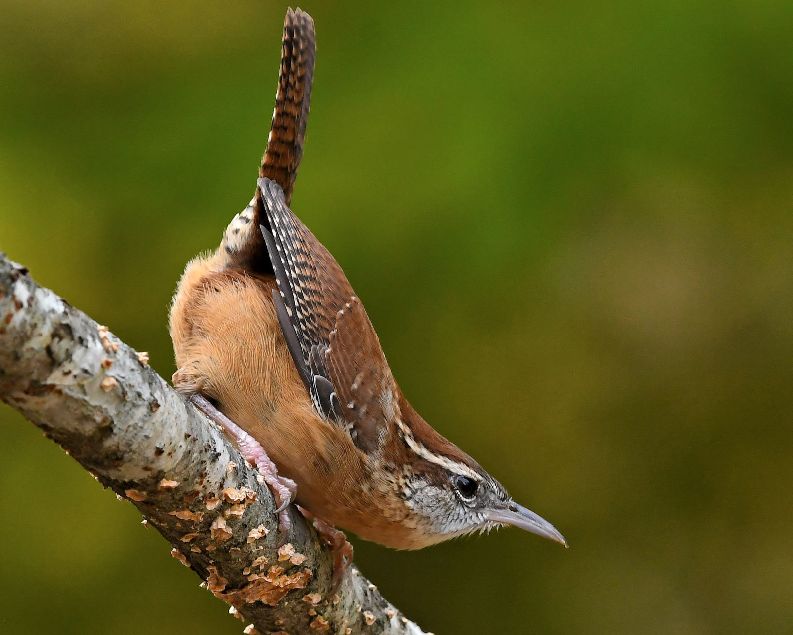 Carolina wren